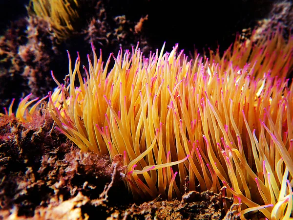 Akdeniz yılanı deniz şakayığını kilitliyor - Anemonia sulcata