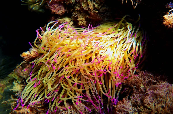 Akdeniz yılanı deniz şakayığını kilitliyor - Anemonia sulcata