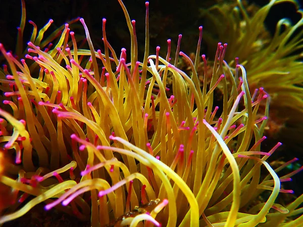 Middellandse Zeeslangen Zeeanemoon Anemonia Sulcata — Stockfoto