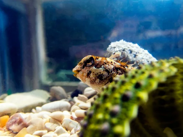 Specie Pesce Blenny Mediterraneo Combtooth Lipophrys Trigloides — Foto Stock