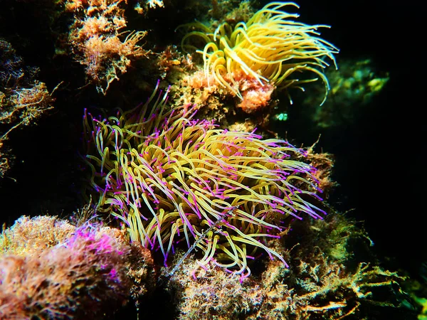 Anémona Marina Las Culebras Del Mediterráneo Anemonia Sulcata — Foto de Stock