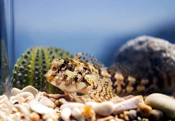 Tarak Dişli Akdeniz Blenny Balığı Türleri Lipophrys Trigloides — Stok fotoğraf