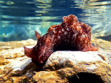 Akdeniz 'deki büyük deniz tavşanına sualtı görüntüsü (Aplysia punctata)