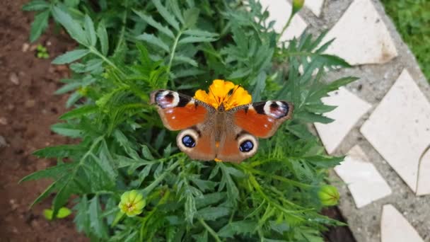 Avrupa Tavus Kuşu Kelebeğinin Videosu Aglais — Stok video