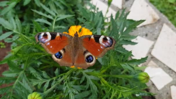 Video Evropského Páva Motýla Aglais — Stock video