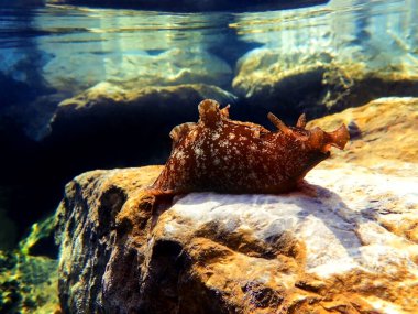 Akdeniz 'deki büyük deniz tavşanına sualtı görüntüsü (Aplysia punctata)
