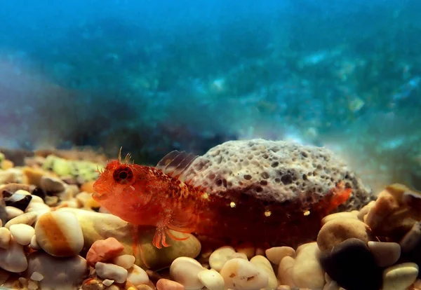 Zvonimirs Blenny Mittelmeerfisch Parablennius Zvonimiri — Stockfoto