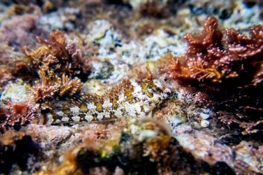 Combtooth Mediterranean blenny fish - Lipophrys trigloides clipart