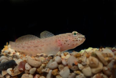 Bucchich 'in Akdeniz keçi balığı Gobius bucchichi