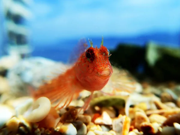 Zvonimirs Blenny Mediterranean Fish Parablennius Zvonimiri — Stock Photo, Image