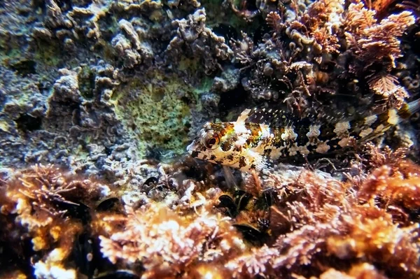 Combtooth Akdeniz Blenny Balığı Lipophrys Trigloides — Stok fotoğraf
