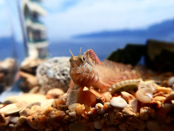 Sfenks Blenny Akdeniz Balığı Aidablennius Sfenks — Stok fotoğraf