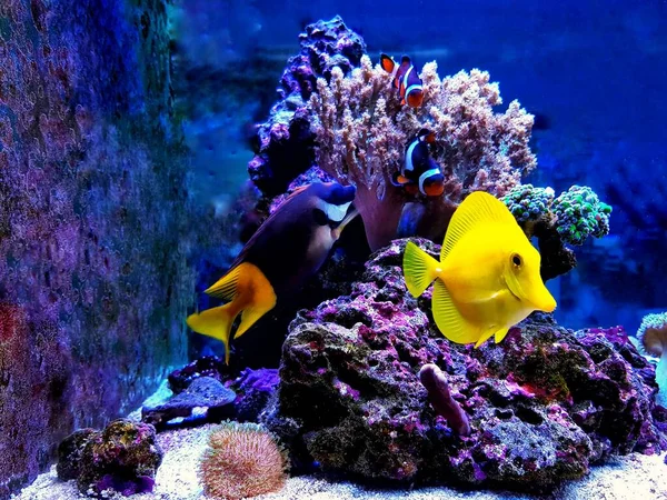 Coloridos Peces Agua Salada Nadando Tanque Acuario Arrecife Coral — Foto de Stock
