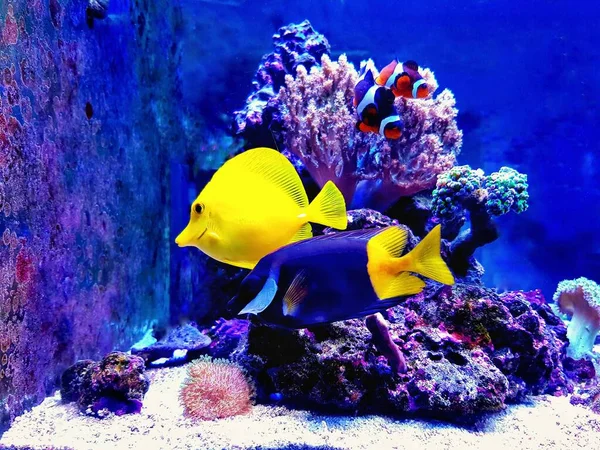 Coloridos Peces Agua Salada Nadando Tanque Acuario Arrecife Coral — Foto de Stock