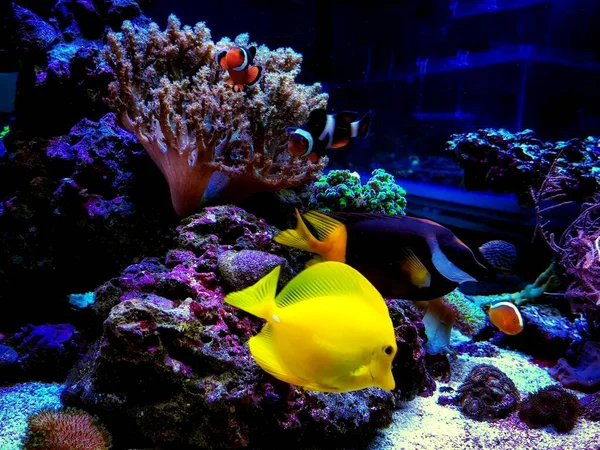 Colorful Saltwater Fishes Swimming Coral Reef Aquarium Tank — Stock Photo, Image