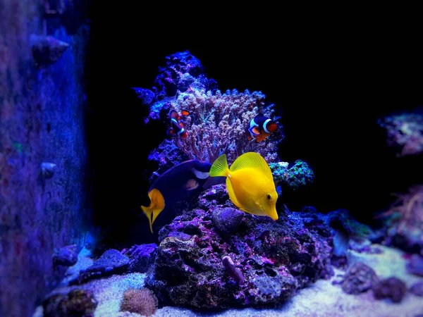 Peixes Água Salgada Coloridos Nadando Tanque Aquário Recife Coral — Fotografia de Stock