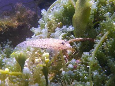 Bucchich 'in Akdeniz keçi balığı Gobius bucchichi