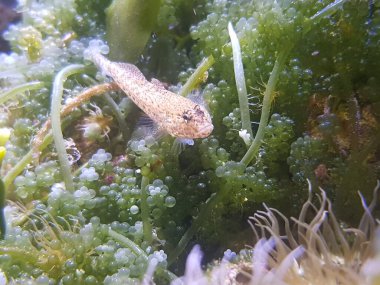 Bucchich 'in Akdeniz keçi balığı Gobius bucchichi