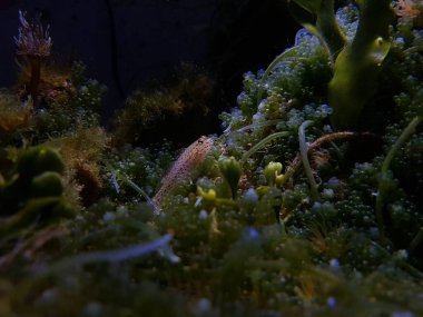 Bucchich 'in Akdeniz keçi balığı Gobius bucchichi