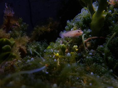 Bucchich 'in Akdeniz keçi balığı Gobius bucchichi