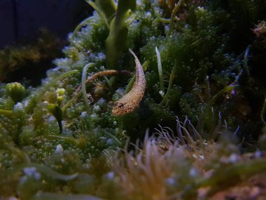 Bucchich 'in Akdeniz keçi balığı Gobius bucchichi
