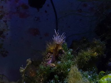 Akvaryum resif tankında Aiptasia deniz cam şakayığı