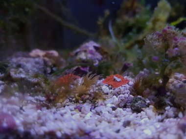 Akvaryum resif tankında Aiptasia deniz cam şakayığı