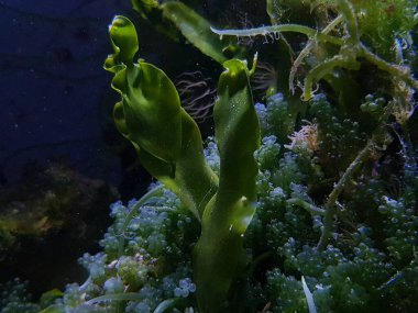 Caulerpa prolifera, tuzlu su mercan resif akvaryumu için mülteci sisteminde.