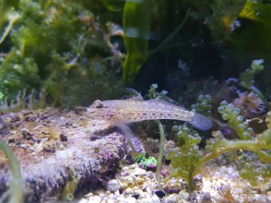 Bucchich 'in Akdeniz keçi balığı Gobius bucchichi