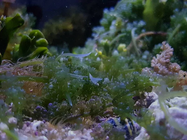 Caulerpa Racemosa Nel Sistema Rifugi Acquario Barriera Corallina Acqua Salata — Foto Stock