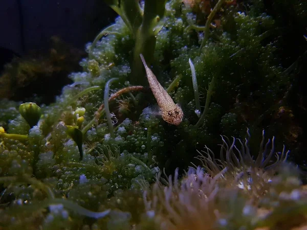 Zeegrondels Van Bucchich Middellandse Zee Gobius Bucchichi — Stockfoto