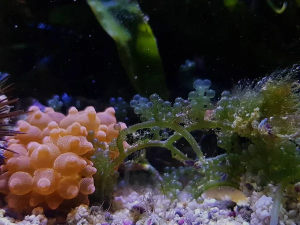 Caulerpa Racemosa Sistema Refugium Para Acuario Arrecife Coral Agua Salada —  Fotos de Stock