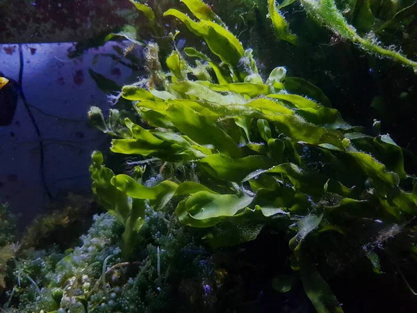 Caulerpa Prolifera Układzie Schronienia Dla Zbiornika Akwarium Rafy Koralowej Morskiej — Zdjęcie stockowe