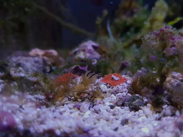 Akvaryum resif tankında Aiptasia deniz cam şakayığı