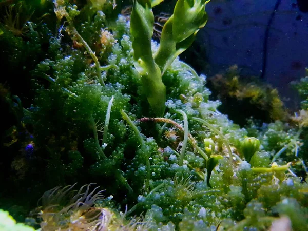 Caulerpa Racemosa Nel Sistema Rifugi Acquario Barriera Corallina Acqua Salata — Foto Stock