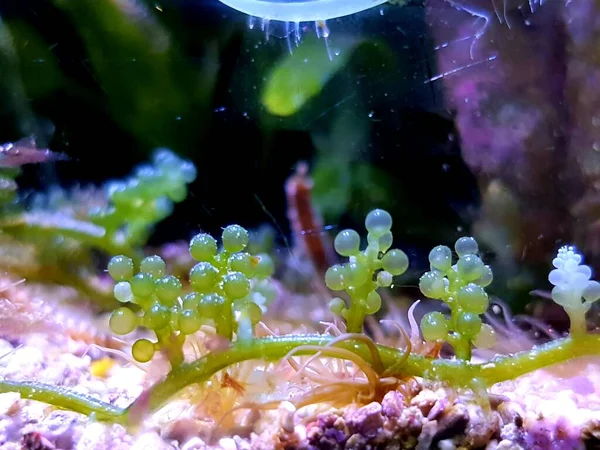 Caulerpa Racemosa Układzie Schronienia Dla Zbiornika Rafy Koralowej Słonowodnej — Zdjęcie stockowe