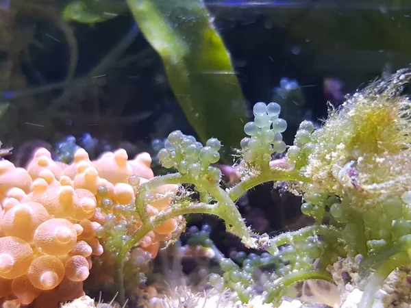 Caulerpa Racemosa Refugium System Für Meerwasserkorallenriffaquarien — Stockfoto