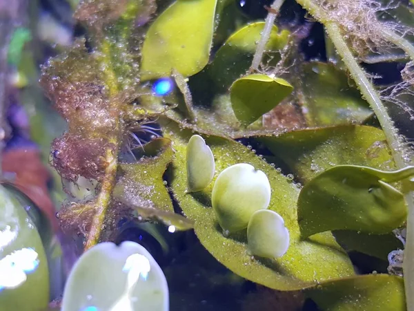 Caulerpa Prolifera Refugium System Saltwater Coral Reef Aquarium Tank — Stock Photo, Image