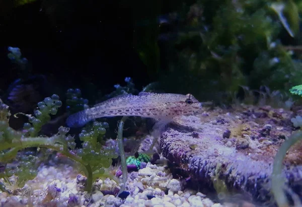 Bucchich Akdeniz Keçi Balığı Gobius Bucchichi — Stok fotoğraf