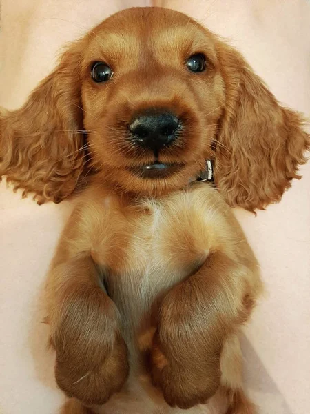 Adorable Golden Cocker Retriever Cachorro Está Recostado Espalda Trata Dormir — Foto de Stock