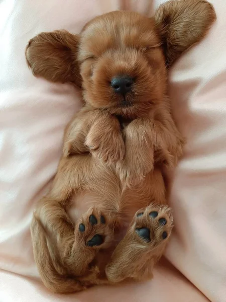 Adorável Golden Cocker Retriever Filhote Cachorro Está Deitado Volta Tenta — Fotografia de Stock