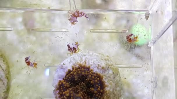 Video Von Thor Amboinensis Den Sexy Shrimps Oder Tanzenden Shrimps — Stockvideo