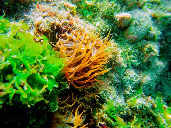 Yellow Aiptasia Glasrose Mediterranean Sea Anemone Aiptasia Diaphana — Stock Photo, Image