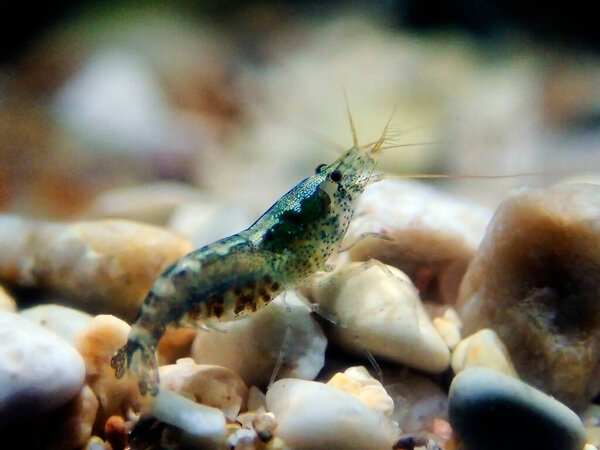 Креветки с капюшоном - (Atanas nittenens), редкое изображение самой маленькой морской обнаруженной креветки