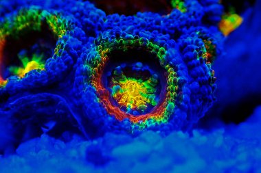 Yakın çekimde Acanthastrea Micromussa lordhowensis LPS mercanı 