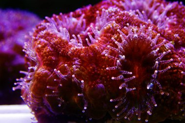 Yakın çekimde Acanthastrea Micromussa lordhowensis LPS mercanı 