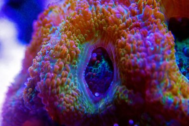 Yakın çekimde Acanthastrea Micromussa lordhowensis LPS mercanı 