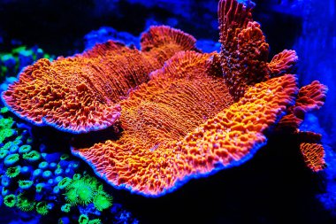 Montipora polipleri resif akvaryumundaki taş mercanları vurdu.