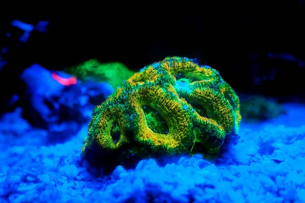 Acanthastrea Micromussa Lordhowensis Lps Coral Close Photography — 스톡 사진