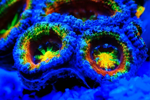 Acanthastrea Micromussa Lordhowensis Lps Korall Közeli Fotózás — Stock Fotó